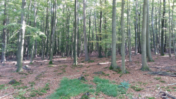 Bild vom Besuch im Wald